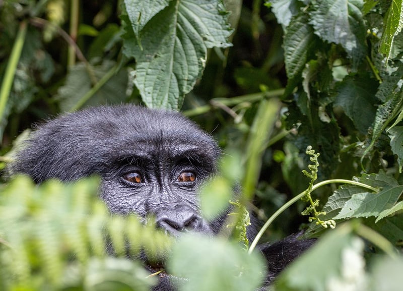 Bwindi Impenetrable Forest